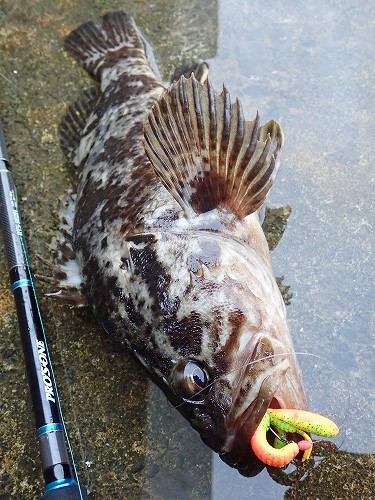 Fumi S Blog ベッコウゾイに出会ったあと 続いてデプス プロズワンデスアダーホッグ3インチの遊動式ジカリグのロングスピンでアイナメを釣る